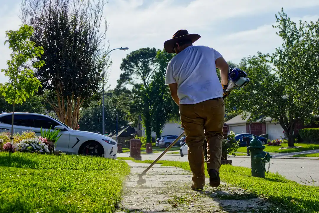 Sunny suburban street with lawns and parked cars